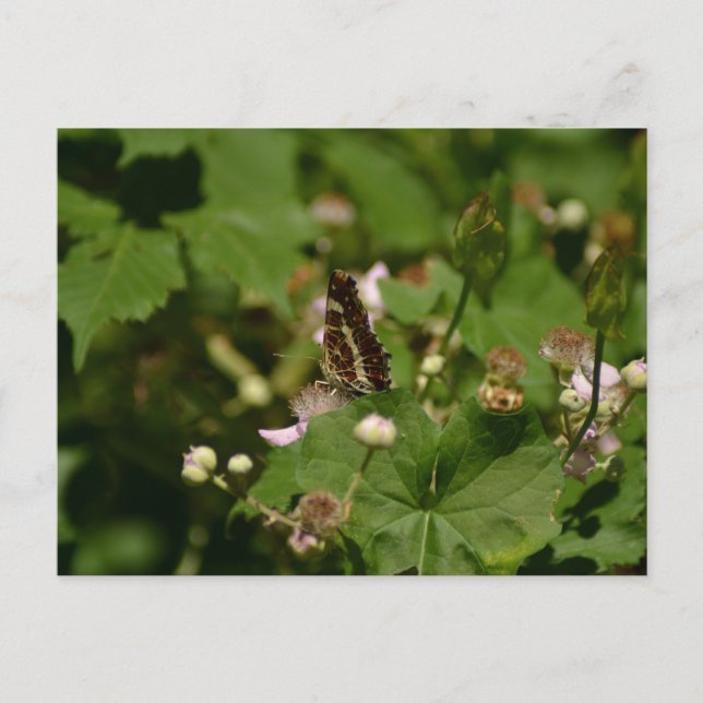 Cartão Postal Butterfly with closed wings on a flower (Frente)