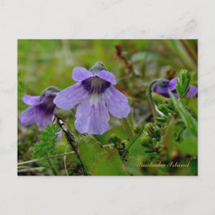 Cartão Postal Butterwort ou Bog Violet, Ilha de Unalaska