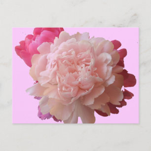 Cartão Postal BV - Cartão-postal cor-de-rosa