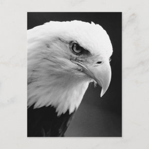 Cartão Postal BW Bald Eagle