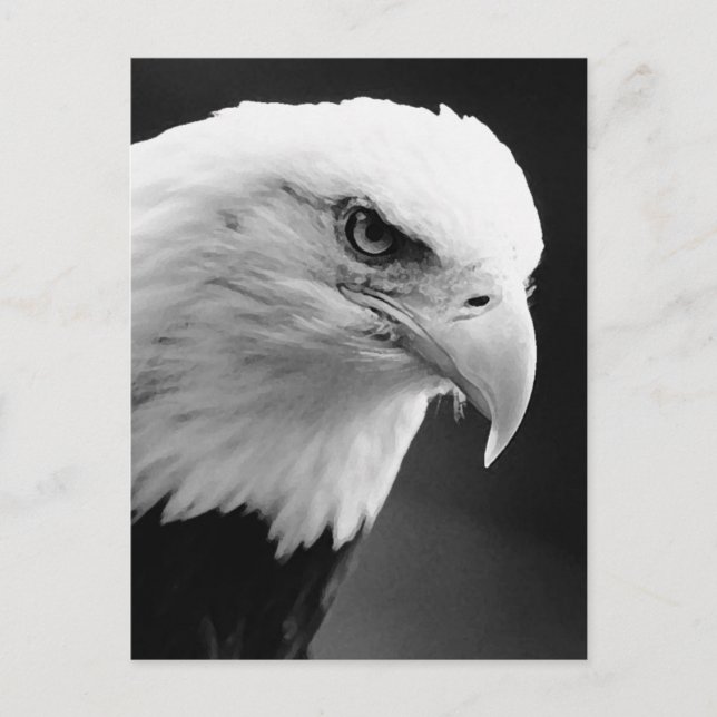 Cartão Postal BW Bald Eagle (Frente)