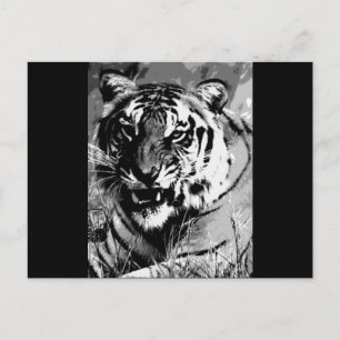 Cartão Postal BW Tigre