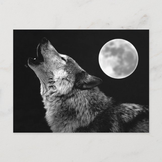 Cartão Postal BW Wolf Howling na Lua (Frente)