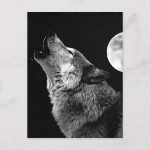 Cartão Postal BW Wolf Howling na Lua