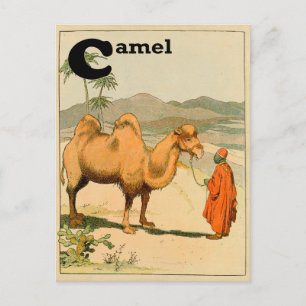 Cartão Postal C é para Camel - Alphabet Animal