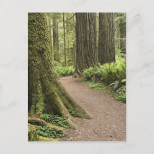 Cartão Postal CA, Jedediah Smith State Park, Simpson-Reed