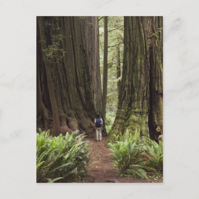 Cartão Postal CA, Parque Estadual de Redwoods Jedediah Smith, (Frente)