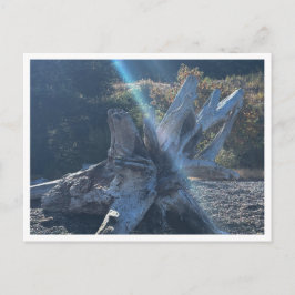 Cartão Postal Cabeça