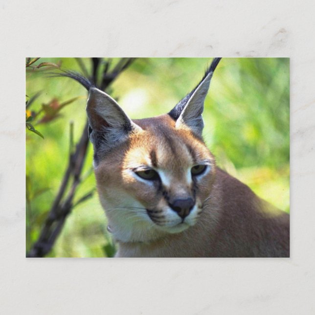 Cartão Postal Cabeça Caracal E Ombros (Frente)