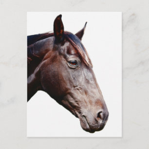 Cartão Postal Cabeça de cavalo.