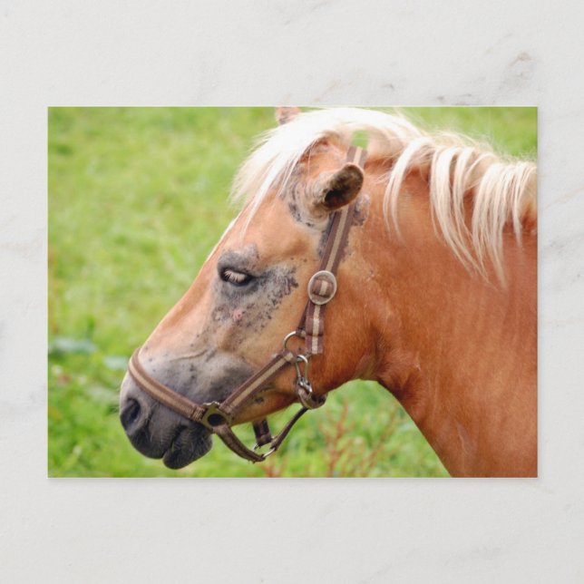 Cartão Postal Cabeça de Cavalo 003 (Frente)