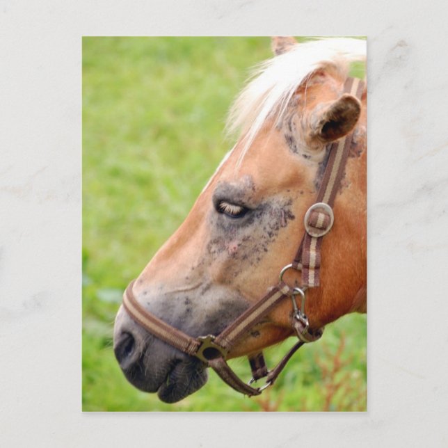 Cartão Postal Cabeça de Cavalo 003 (Frente)