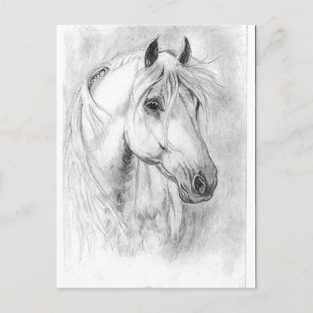 Cartão Postal Cabeça de Cavalo Branco (Frente)