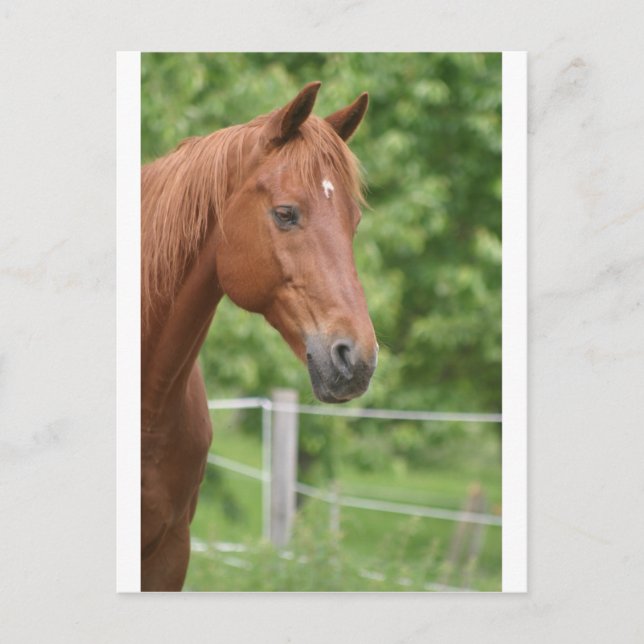 Cartão Postal Cabeça de cavalo marrom (Frente)