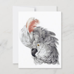 Cartão Postal Cabeça de Cockatoo - Aert Schouman