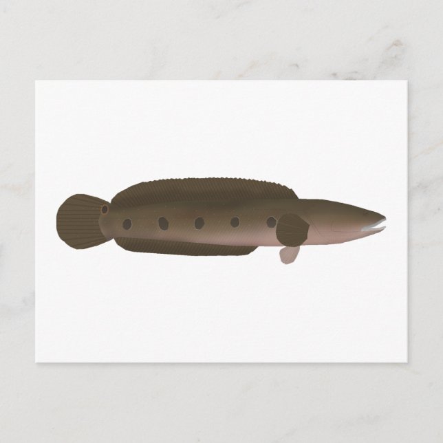 Cartão Postal Cabeça de excelente (Frente)