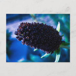 Cartão Postal Cabeça de Flor Roxa Escura Fechada Contra Azul