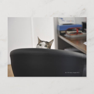 Cartão Postal Cabeça de gato mostrando uma cadeira de escritório