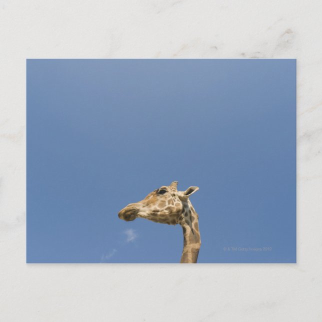 Cartão Postal Cabeça de Girafa (Frente)