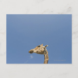Cartão Postal Cabeça de Girafa