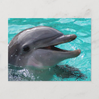 Cartão Postal Cabeça de golfinho em água aquamarina