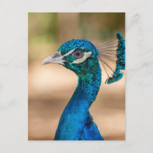 Cartão Postal Cabeça de Pavão
