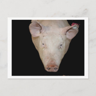 Cartão Postal Cabeça de porco rosa contra fundo preto