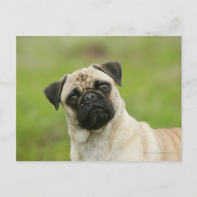 Cartão Postal Cabeça de Pug Batida Olhando para a Câmera (Frente)