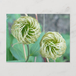 Cartão Postal Cabeça de Semente Clematis
