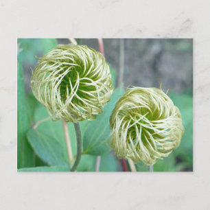 Cartão Postal Cabeça de Semente Clematis