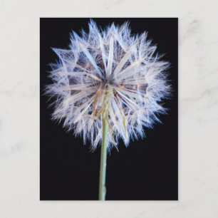 Cartão Postal Cabeça de Semente de Dente-de-Leão (Taraxacum Offi