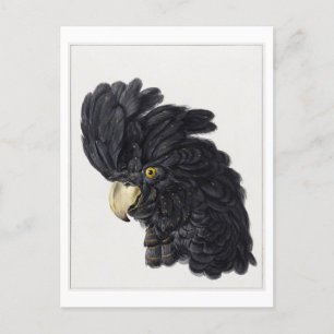 Cartão Postal Cabeça de uma Vintagem de Ilustração de Cockatoo P