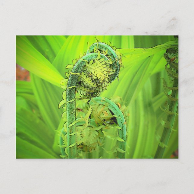 Cartão Postal Cabeça de violino (Frente)