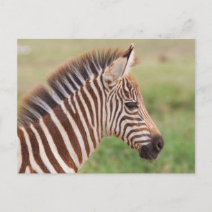 Cartão Postal Cabeça de zebra bebê, Tanzânia