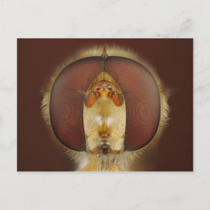 Cartão Postal Cabeça e Olhos Compostos de uma Mosca Flutuante