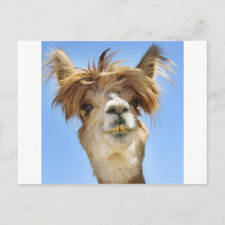 Cartão Postal Cabelo Louco Alpaca