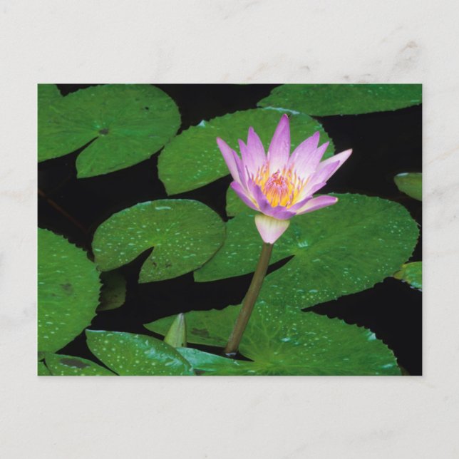 Cartão Postal Cabo Blue Water Lily (Ninfhaea Capensis) (Frente)