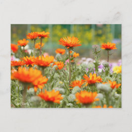 Cartão Postal Cabo Daisy [Cartão postal]