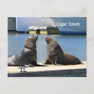 Cartão Postal Cabo fur Seals, Waterfront, África do Sul