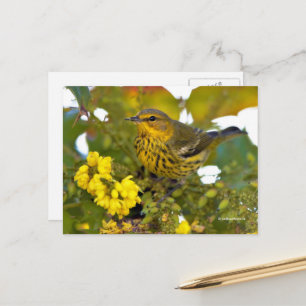 Cartão Postal Cabo May Warbler com a Mahonia Flor