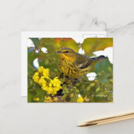 Cartão Postal Cabo May Warbler Songbird com Mahonia Flor