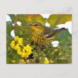 Cartão Postal Cabo May Warbler Songbird com Mahonia Flor