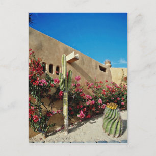 Cartão Postal Cabo San Lucas, Baja, flores do México