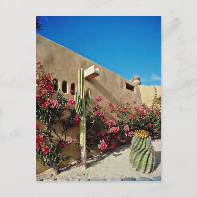 Cartão Postal Cabo San Lucas, Baja, flores do México (Frente)