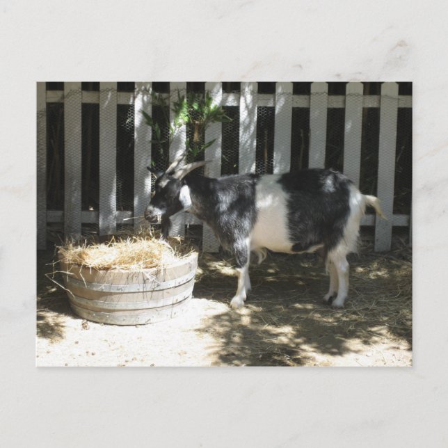 Cartão Postal cabra (Frente)
