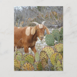 Cartão Postal Cabra castanha