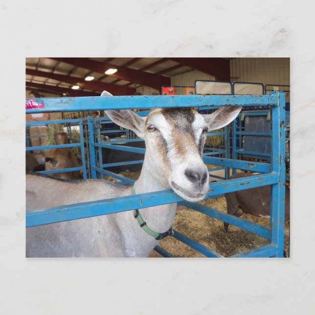 Cartão Postal Cabra encerrada (Frente)