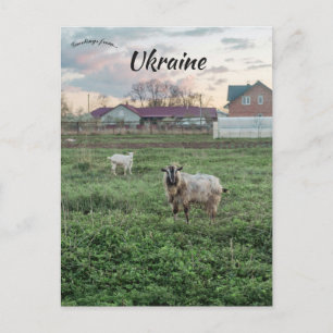 Cartão Postal Cabras em Kropyvnyk Ucrânia