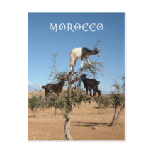 Cabras engraçadas numa árvore