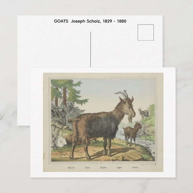 Cartão Postal CABRAS  Joseph Scholz, 1829 - 1880   (Frente/Verso)